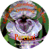 CD guida coltivazione piante perenni
