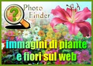 Trova foto di piante e fiori sul web