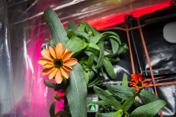 Prima Zinnia coltivata in condizioni di microgravità