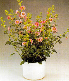 Immagine1.jpg