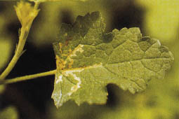 Immagine4.jpg