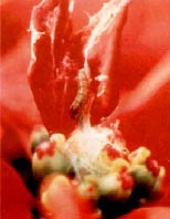 Immagine10.jpg