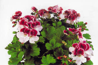 Immagine6.jpg