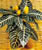 Acquista scheda di coltivazione Aphelandra squarrosa disponibile su CD-ROM