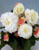 Acquista scheda di coltivazione Begonia tuberhybrida 2a ed disponibile su CD-ROM