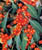 Acquista scheda di coltivazione Euphorbia fulgens disponibile su CD-ROM
