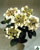 Acquista scheda di coltivazione Hydrangea macrophylla ( I + II ) disponibile su CD-ROM