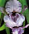 Acquista scheda di coltivazione Iris germanica ibridi disponibile su CD-ROM