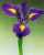Acquista scheda di coltivazione Iris x hollandica disponibile su CD-ROM