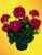 Acquista scheda di coltivazione Pelargonium x hortorum x hederafolium - II edizione disponibile su CD-ROM