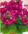 Acquista scheda di coltivazione Primula malacoides disponibile su CD-ROM