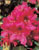Acquista scheda di coltivazione Rhododendron ( II ) disponibile su CD-ROM