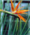 Acquista scheda di coltivazione Strelitzia reginae disponibile su CD-ROM