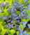 Acquista scheda di coltivazione Viola mammola disponibile su CD-ROM