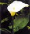 Acquista scheda di coltivazione Zantedeschia aethiopica disponibile su CD-ROM