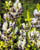 Acquista scheda di coltivazione Aconitum disponibile su CD-ROM
