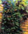 Acquista scheda di coltivazione Begonia limmingheana disponibile su CD-ROM