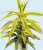 Acquista scheda di coltivazione Dracaena disponibile su CD-ROM