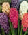 Acquista scheda di coltivazione Hyacinthus orientalis disponibile su CD-ROM