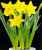 Acquista scheda di coltivazione Narcissus disponibile su CD-ROM