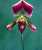Acquista scheda di coltivazione Paphiopedilum disponibile su CD-ROM